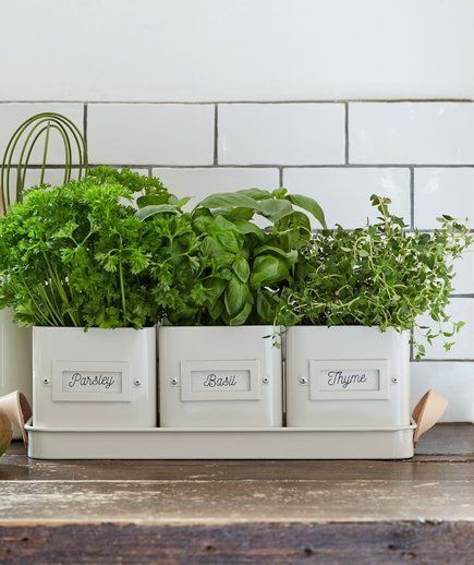 Everything You Need to Start a Low-Maintenance Windowsill Herb Garden -   17 planting Green planters ideas