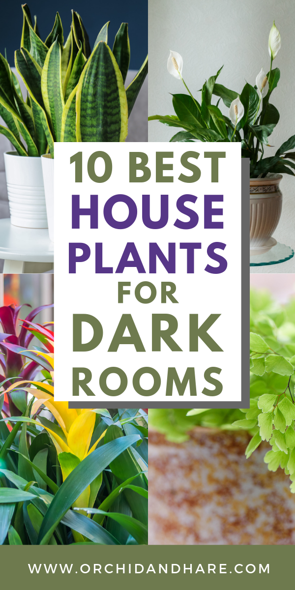 10 Low Light House Plants | Indoor Plants That Grow Without Sunlight -   17 planting Green planters ideas