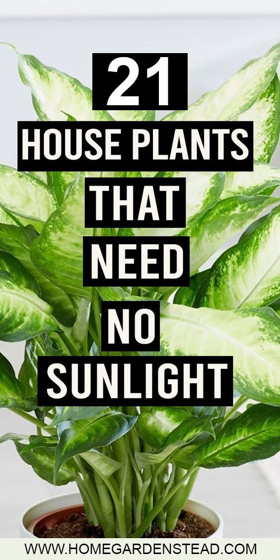 12 Houseplants That Can Survive Darkest Corner of Your House -   17 planting Green planters ideas