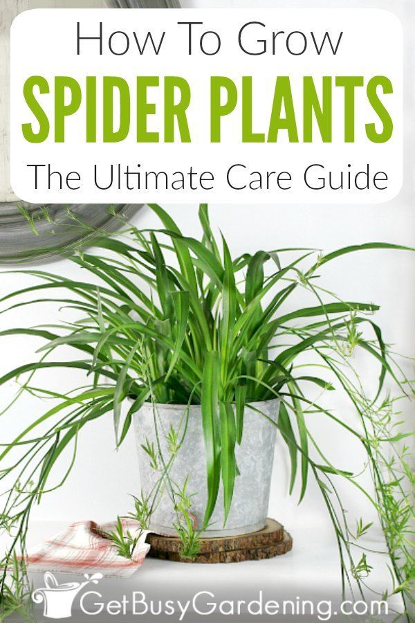 How To Grow Spider Plants: The Ultimate Care Guide -   17 planting Green planters ideas