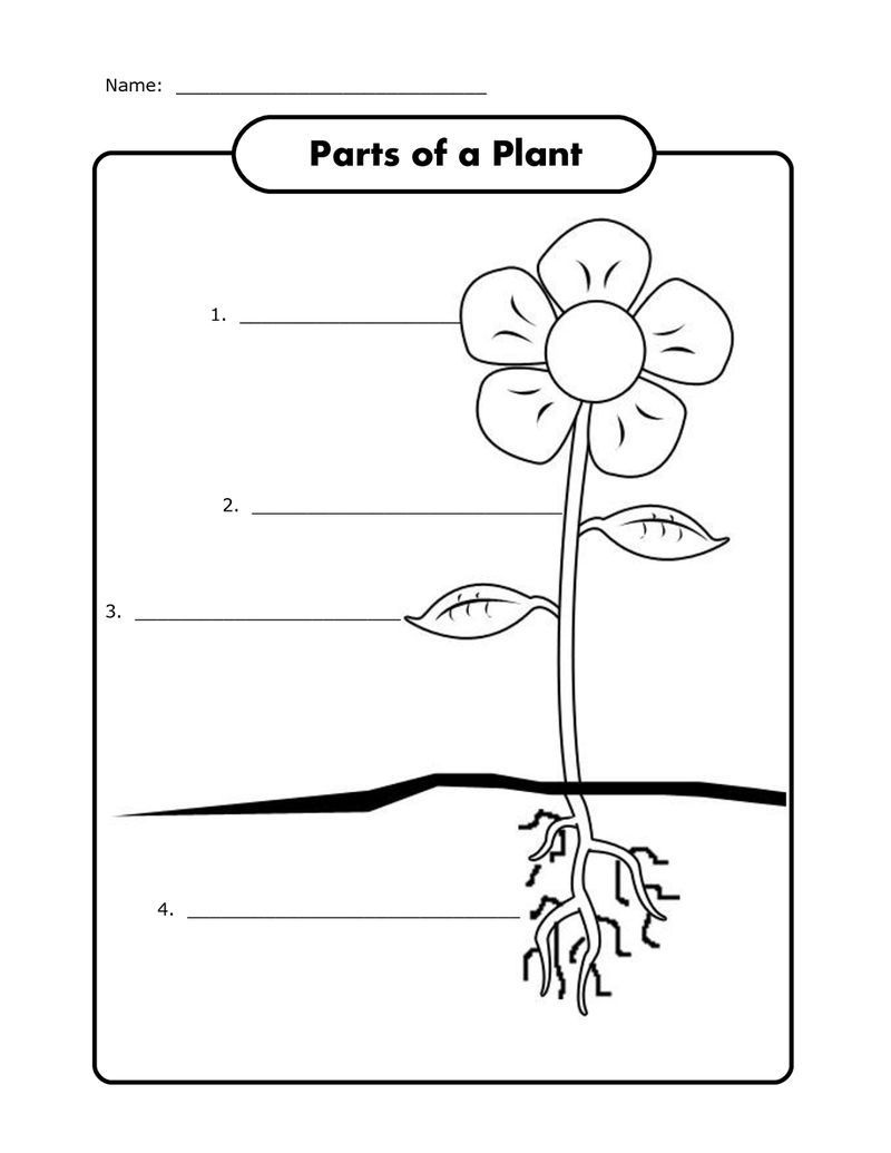 Free Science Worksheets Plant -   17 planting Teaching free printable ideas