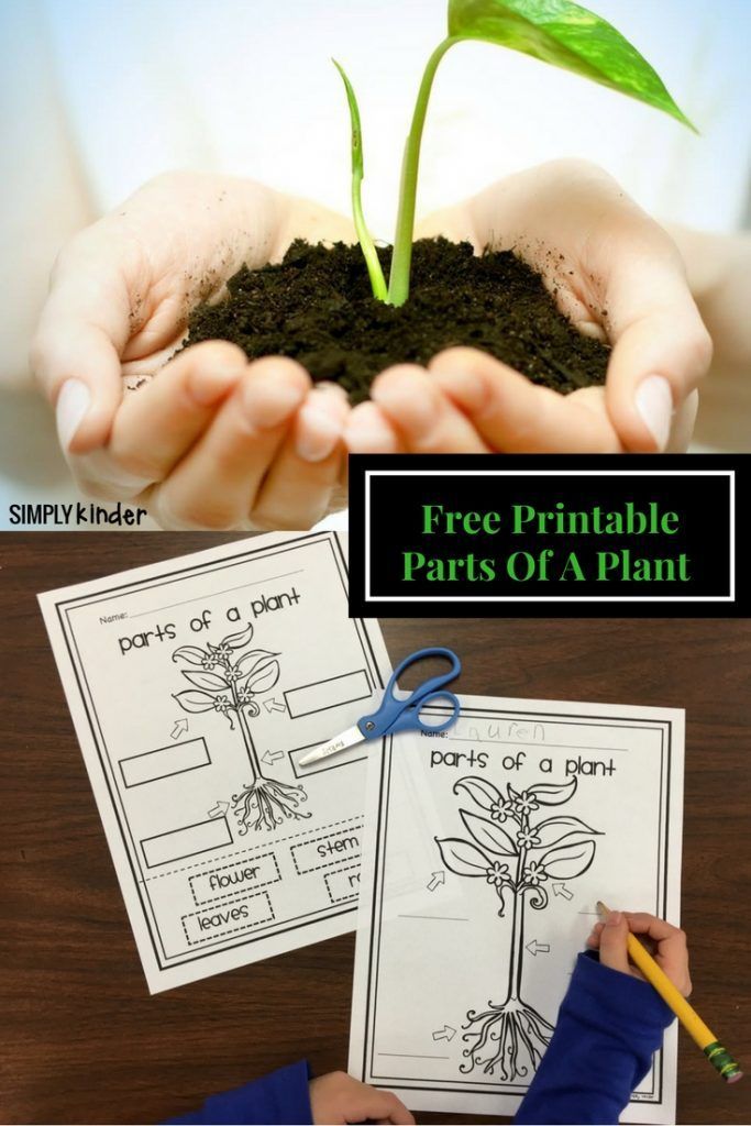 Parts of a Plant Free Printable -   17 planting Teaching free printable ideas