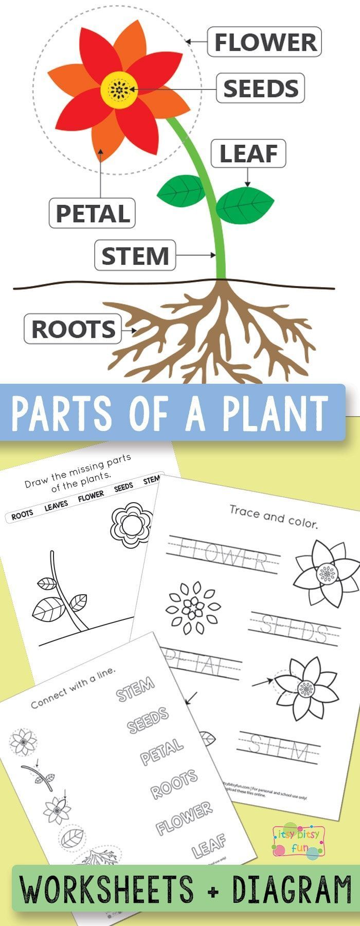 Free Printable Parts of a Plant Worksheets - Itsy Bitsy Fun -   17 planting Teaching free printable ideas