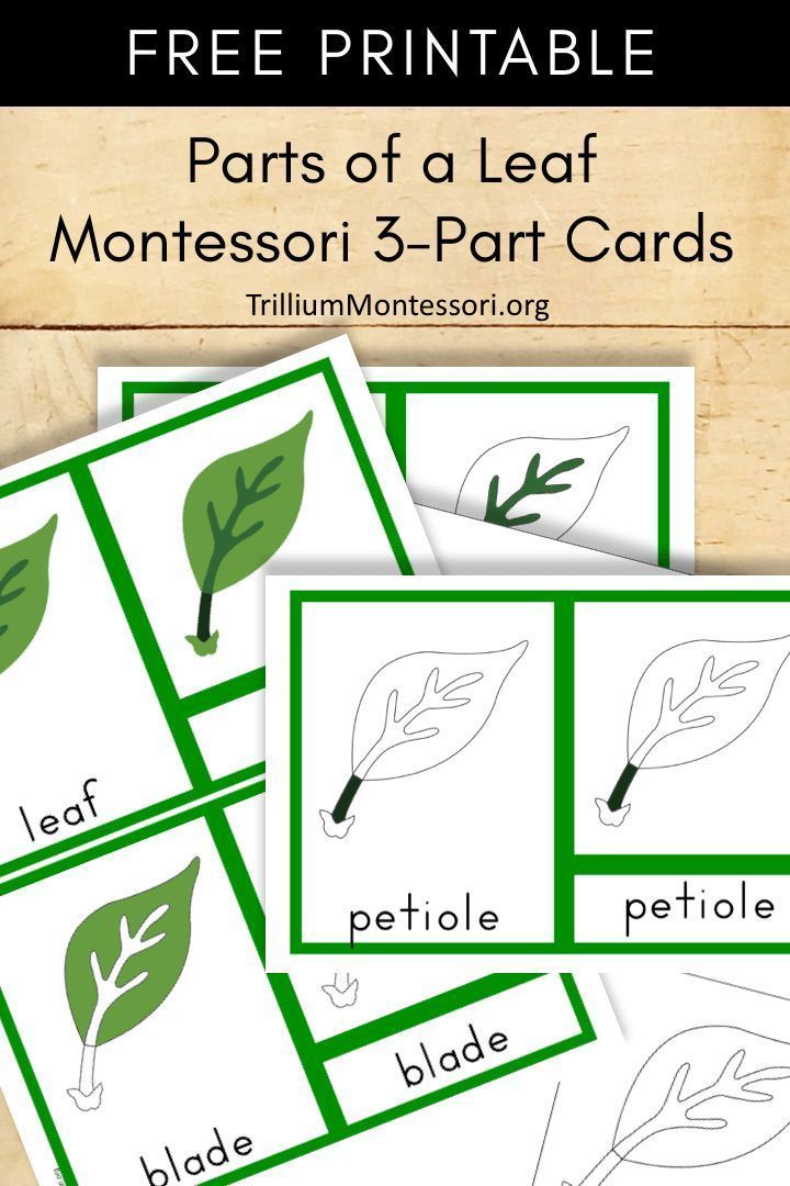 Free Montessori Printable Parts of a Leaf - Trillium Montessori -   17 planting Teaching free printable ideas