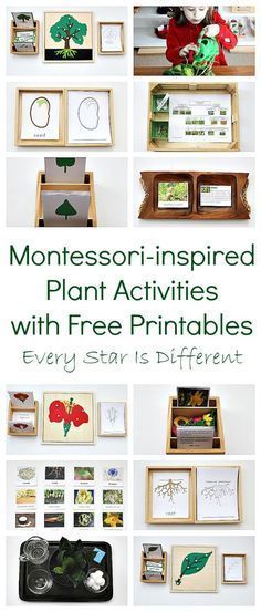 Montessori-inspired Plant Activities with Free Printables -   17 planting Teaching free printable ideas