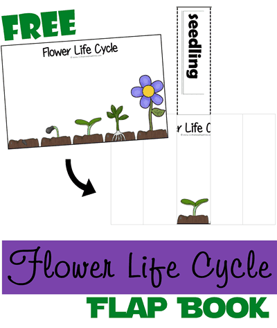 Flower Life Cycle Lift-the-Flap Book | 123 Homeschool 4 Me -   17 planting Teaching free printable ideas