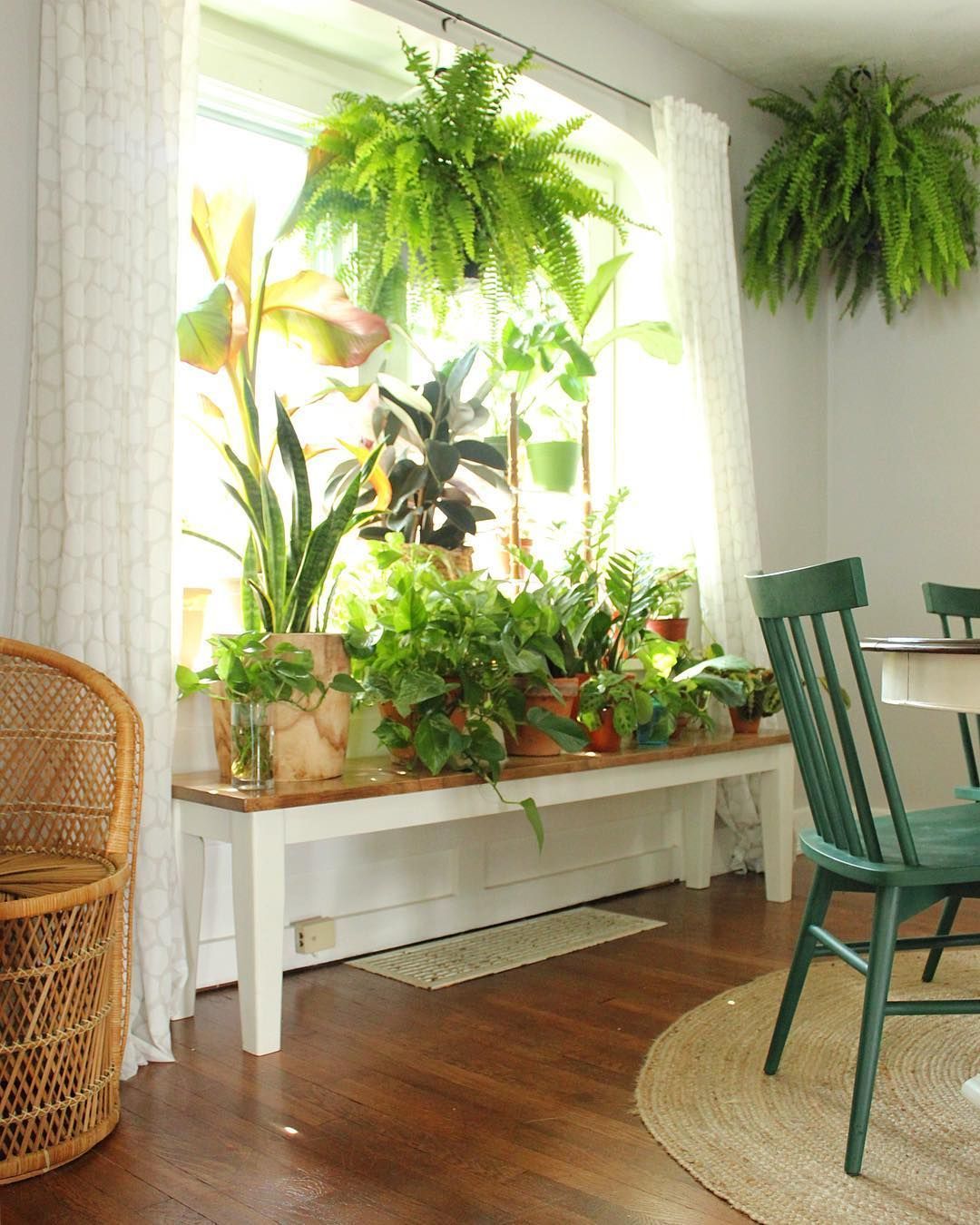 18 boho plants House ideas