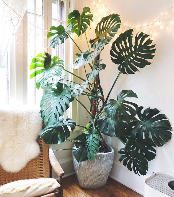 18 boho plants House ideas