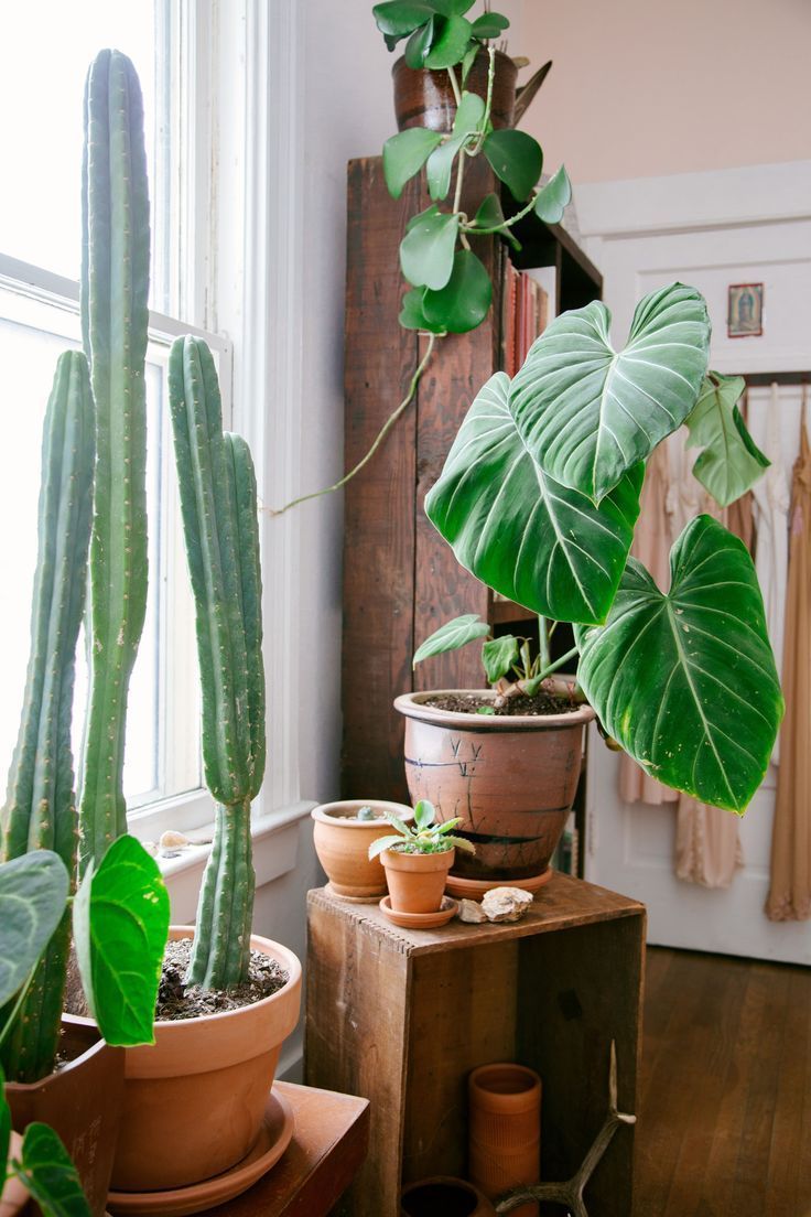 18 boho plants House ideas