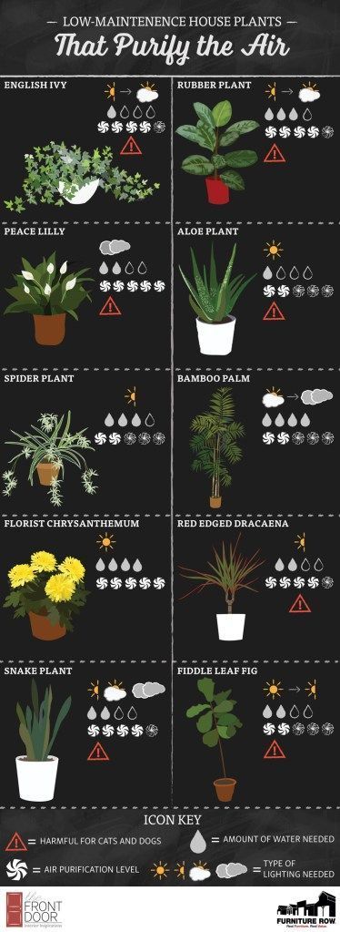 Top Ten House Plants Guide  - The Front Door By Furniture Row -   18 boho plants House ideas