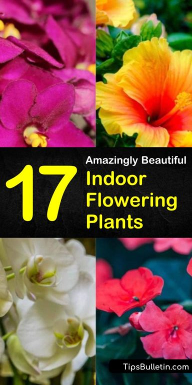 17 Amazingly Beautiful Indoor Flowering Plants -   18 planting Interior flower ideas