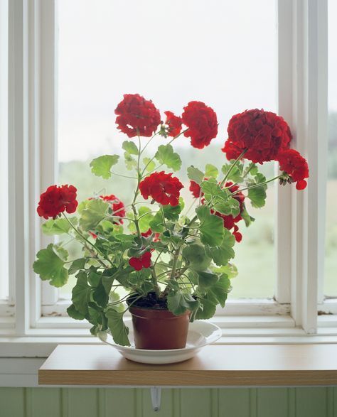 11 Plants That Will Actually Make You Happier at Home -   18 planting Interior flower ideas