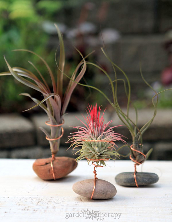 Crafting with Air Plants and Wire -   18 planting Interior flower ideas