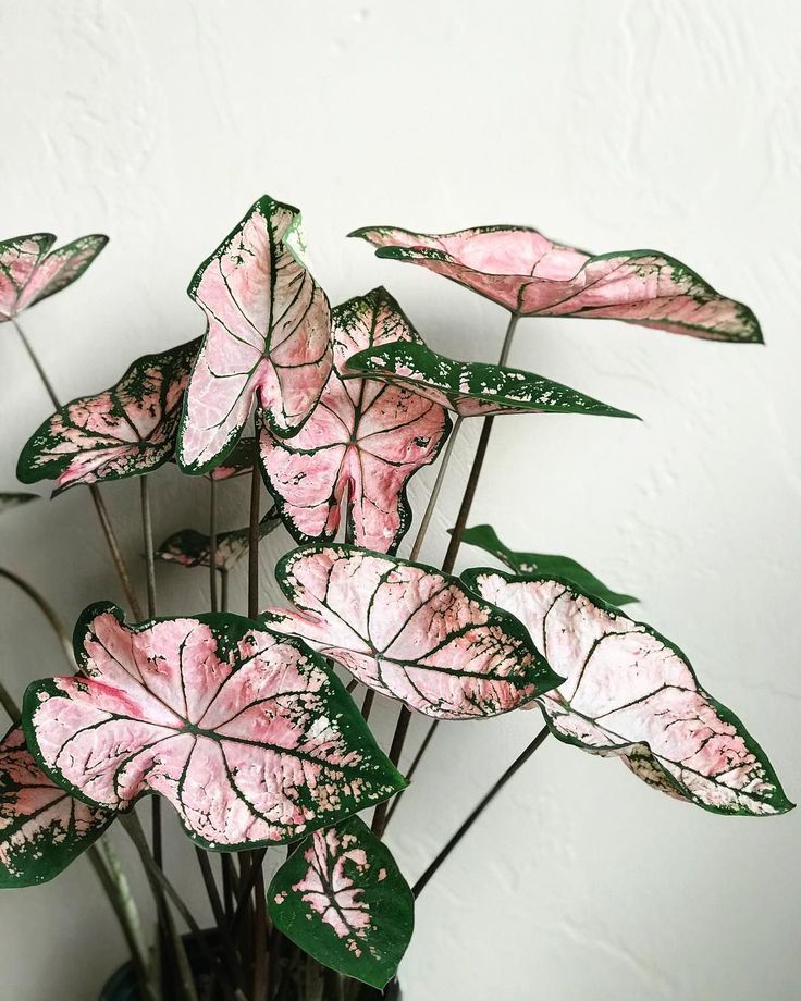 Plants - Pink Caladium вњЁрџ’—       рџЊ± рџЊї botanical caladium flauntyourleaves foliage greenery greenhousehunter greenthumb houseplants… -   18 planting Interior flower ideas