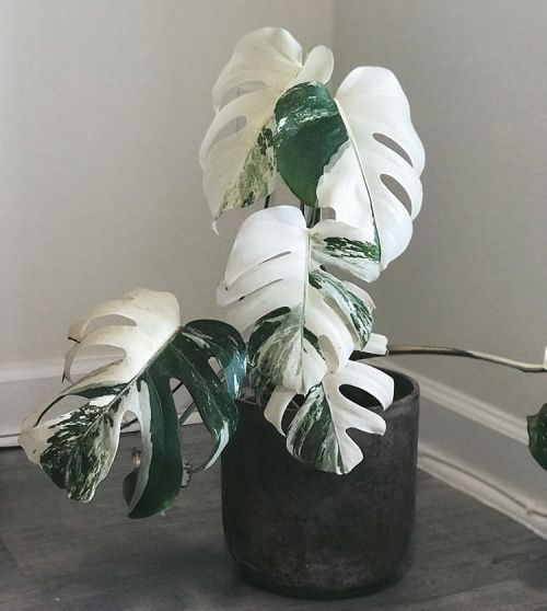 How to Care for a Monstera Deliciosa - That Planty Life -   18 planting Interior flower ideas