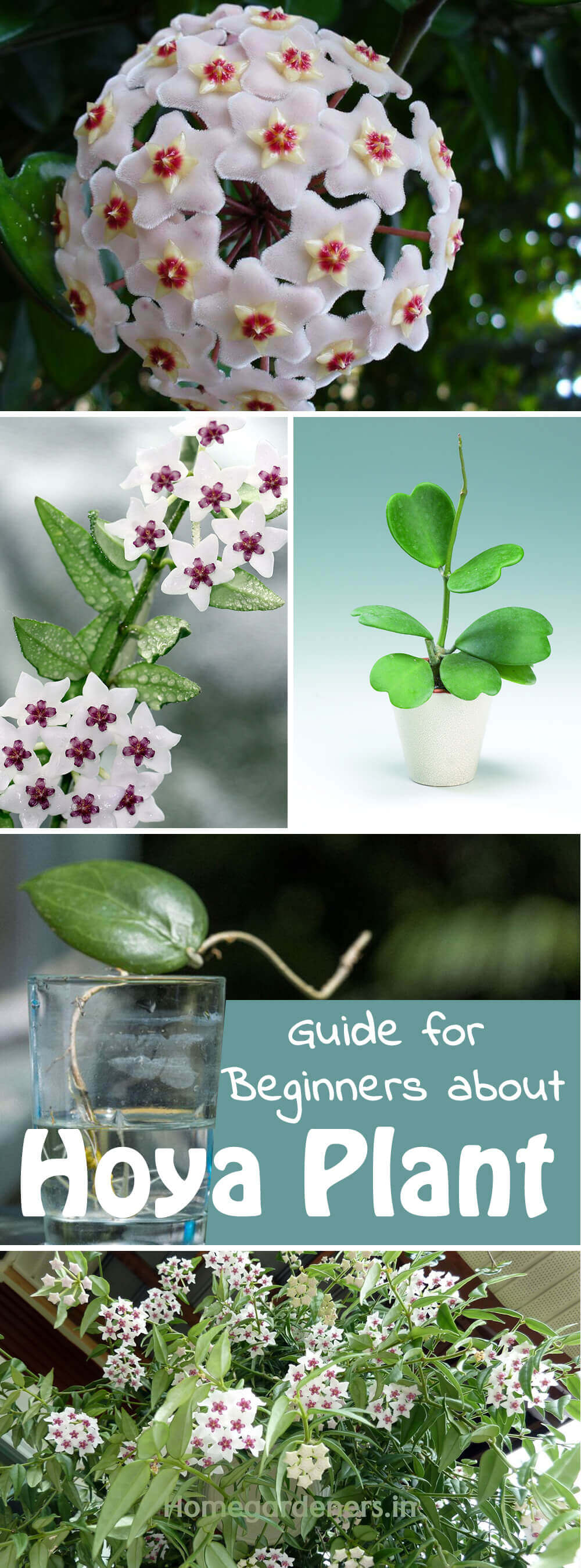 The Complete Guide for Beginners about Hoya plant -   18 planting Interior flower ideas