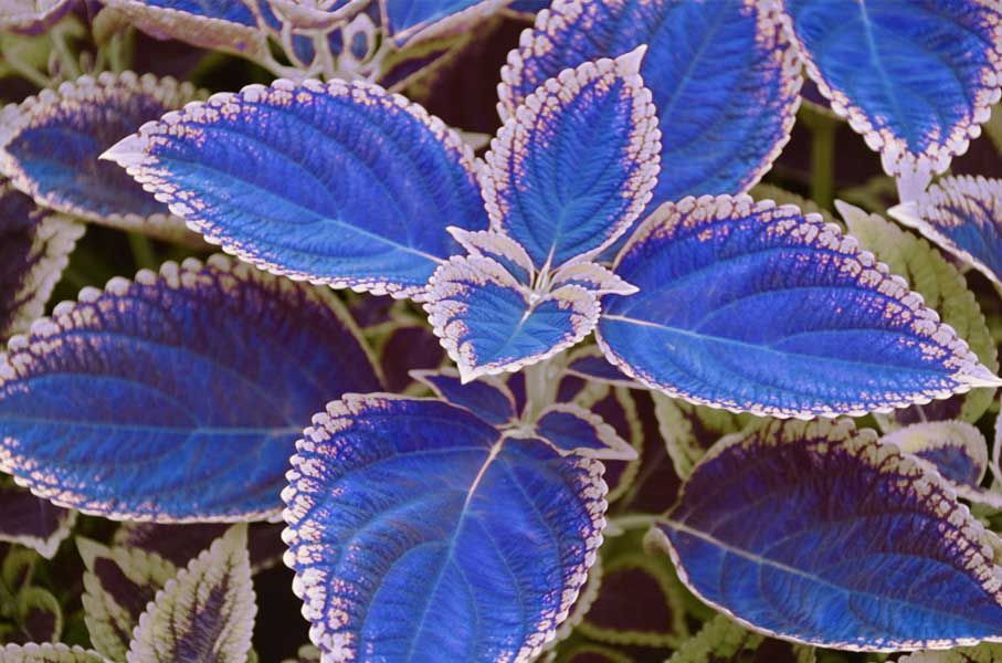Blue Coleus Seeds, Beautiful Flowering Plants 100pcs / pack -   18 planting Interior flower ideas