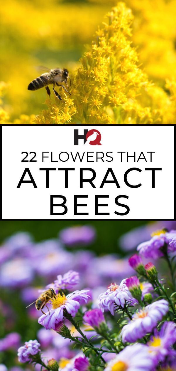 22 PROVEN Flowers That Attract BEES! [2019 Guide -   13 plants Flowers articles ideas