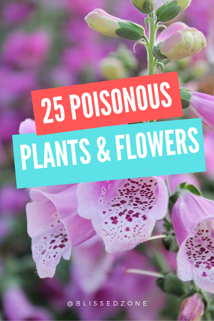 25 Poisonous Plants & Flowers You Might Have At Your House -   13 plants Flowers articles ideas