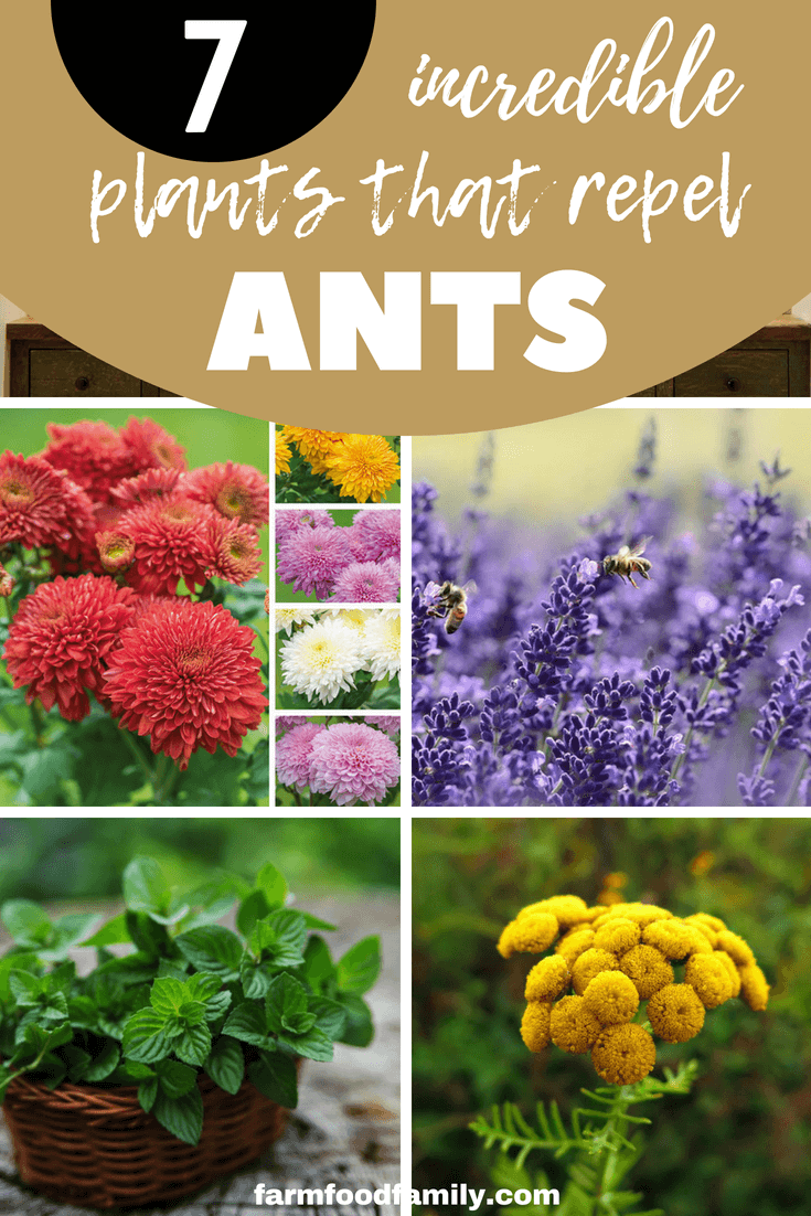 Top 7 Incredible Plants that Repel Ants - FarmFoodFamily -   13 plants Flowers articles ideas