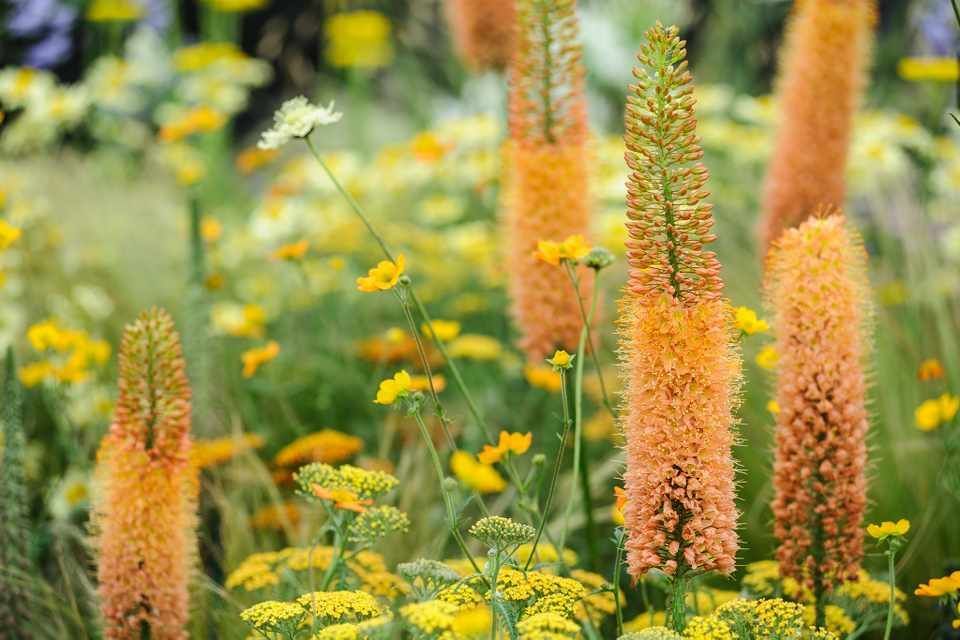 How to grow foxtail lilies -   13 plants Flowers articles ideas