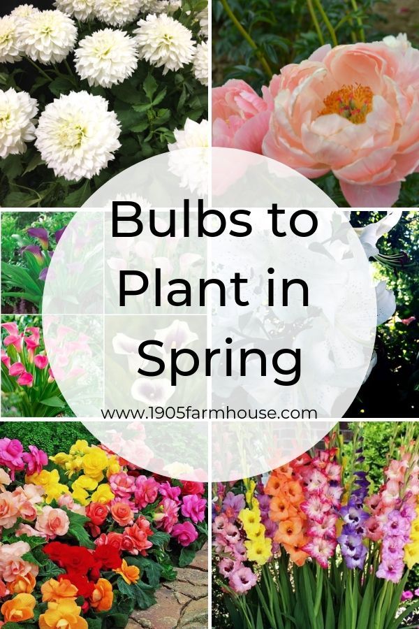 What Type of Bulbs to Plant in Spring - 1905 Farmhouse -   13 plants Flowers articles ideas