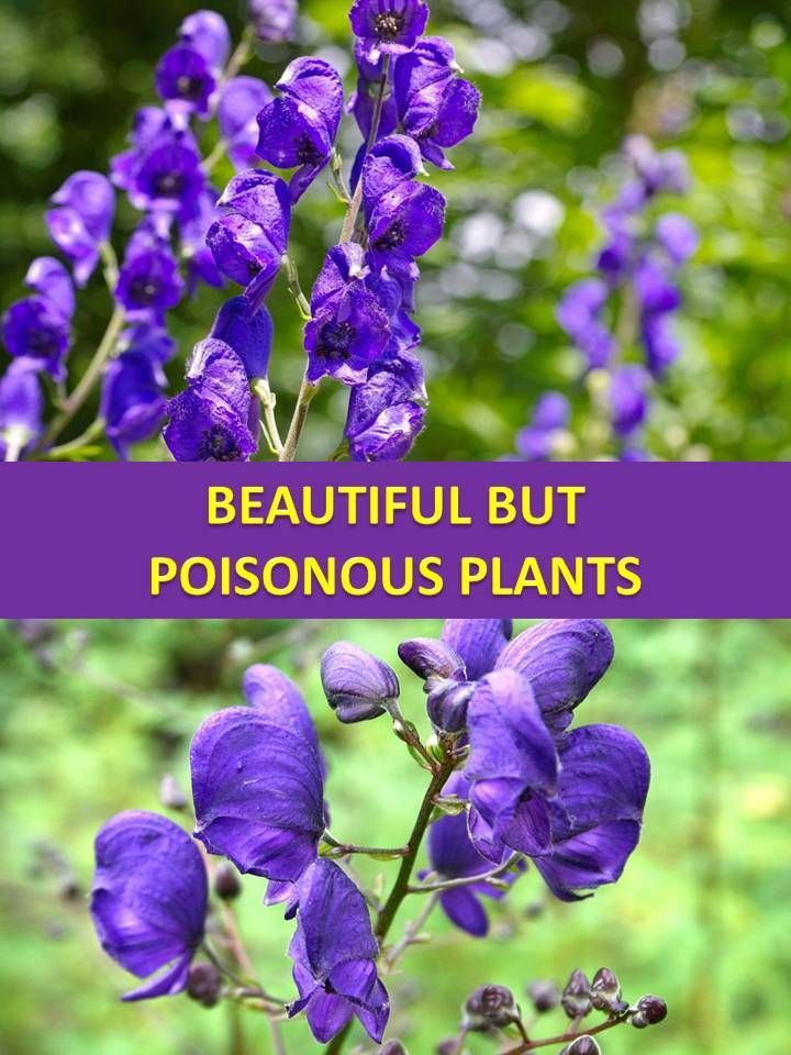 Poisonous plants -   13 plants Flowers articles ideas
