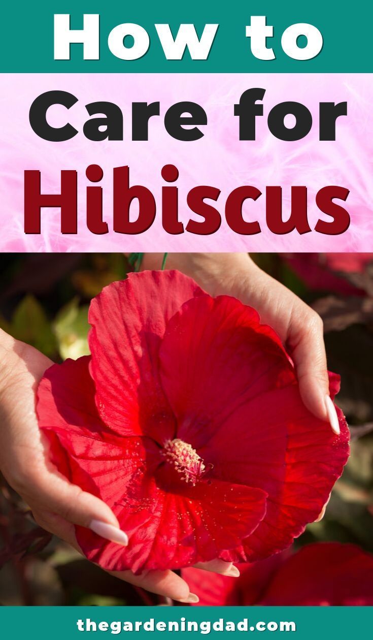 Ultimate Guide to Indoor Hibiscus Care - The Gardening Dad -   13 plants Flowers articles ideas