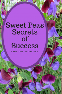 Sweet Peas Success Secrets Enjoy all Summer ~ Christine's Crafts -   13 plants Flowers articles ideas