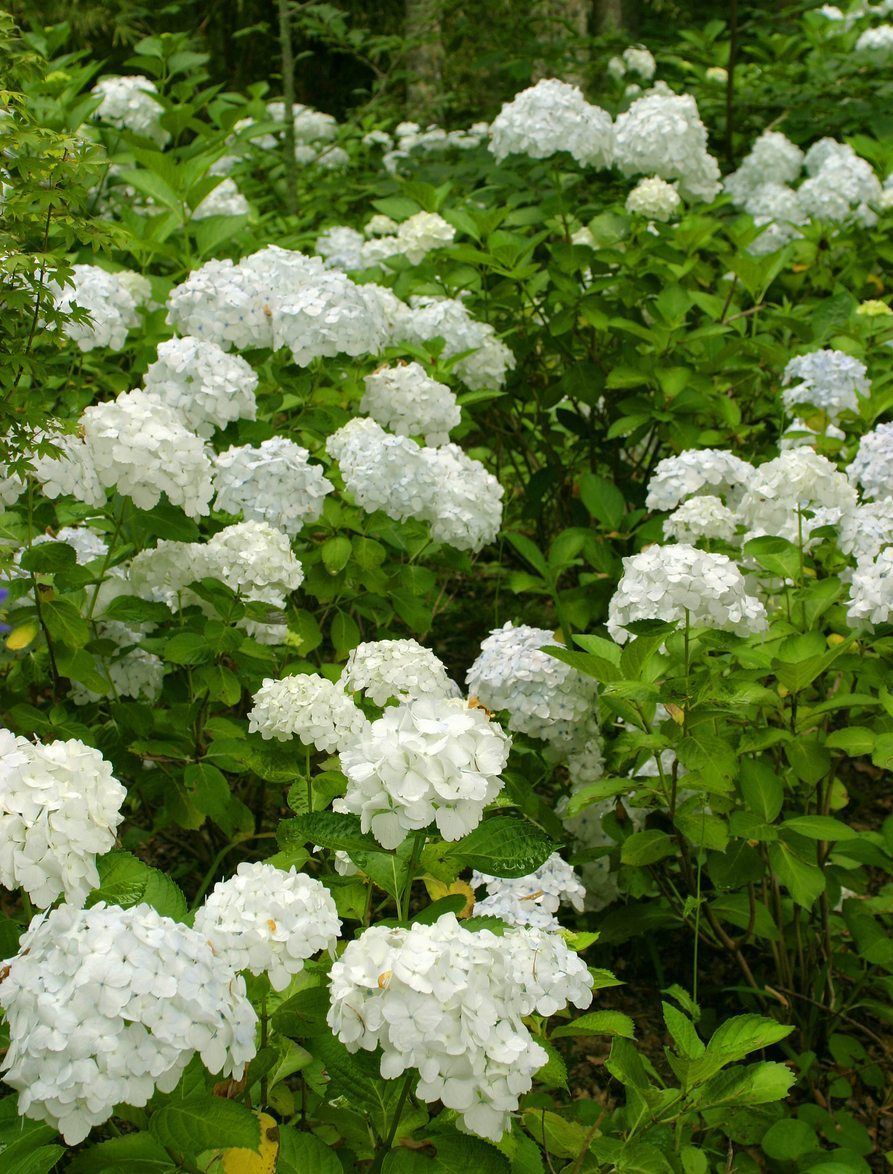 Zone 9 Bushes That Flower: Growing Flowering Bushes In Zone 9 Gardens -   13 plants Flowers articles ideas