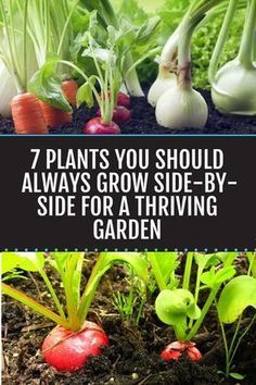 Grow These Plants Side-By-Side For A Thriving Garden -   14 planting DIY backyards ideas