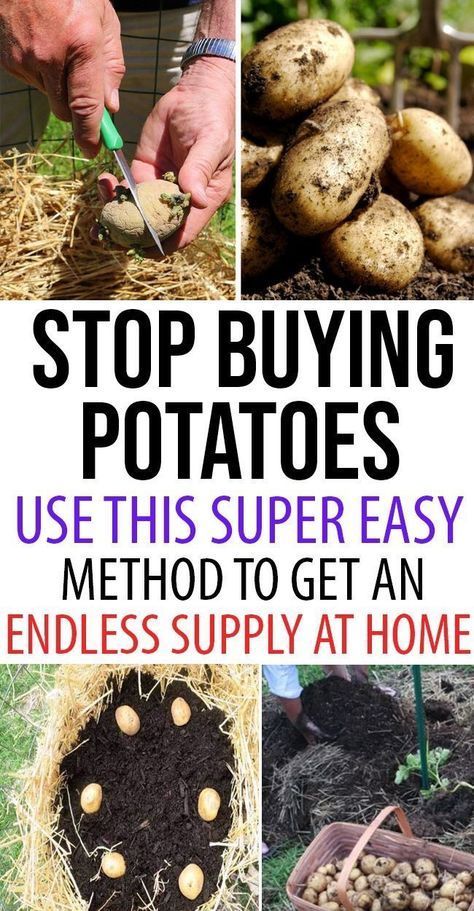 Vegetable garden diy - Stop Buying Potatoes  Use This Super Easy Method to Get an Endless Supply at You Home -   14 planting DIY backyards ideas
