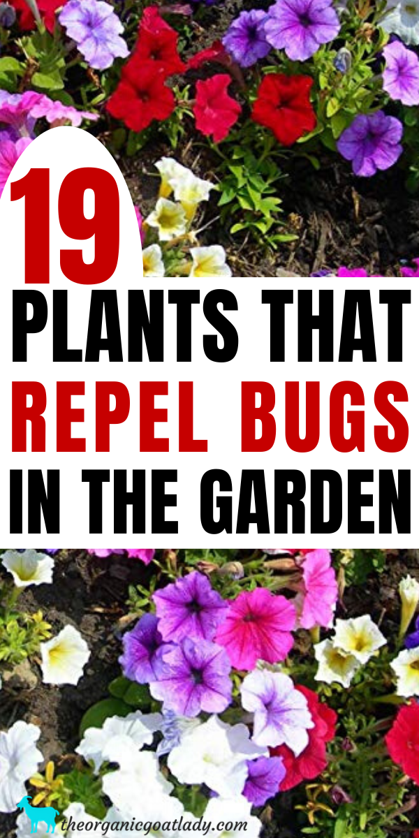 Plants that Repel Bugs -   14 planting DIY backyards ideas