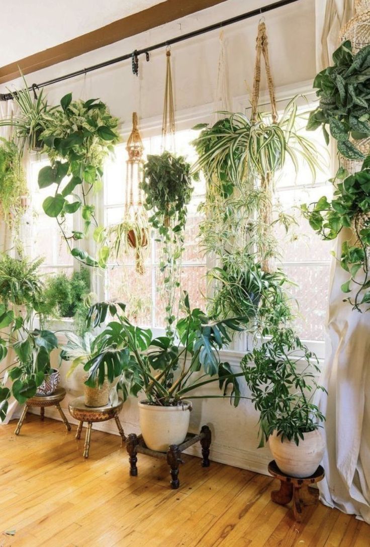 plants on balcony -   15 hanging plants In Living Room ideas