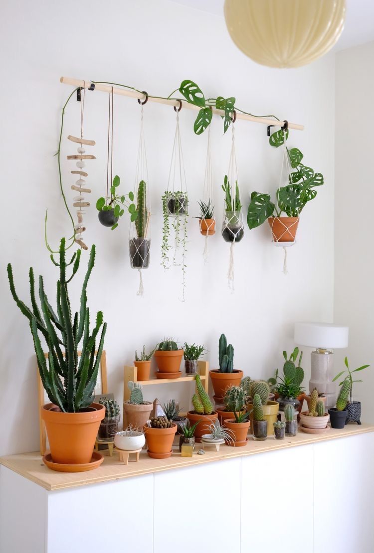 Plant Life -   15 hanging plants In Living Room ideas