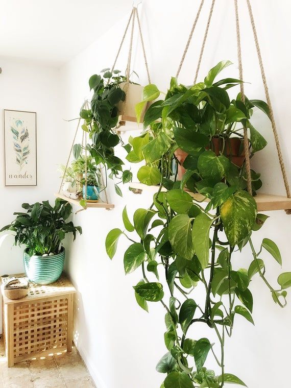 Hanging Maple Plant Shelf, Hanging Plant Shelf, Wall shelf -   15 hanging plants In Living Room ideas