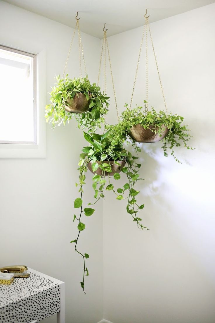 Indoor Plants: The Rug Seller's Handy Interior Plant Guide -   15 hanging plants In Living Room ideas