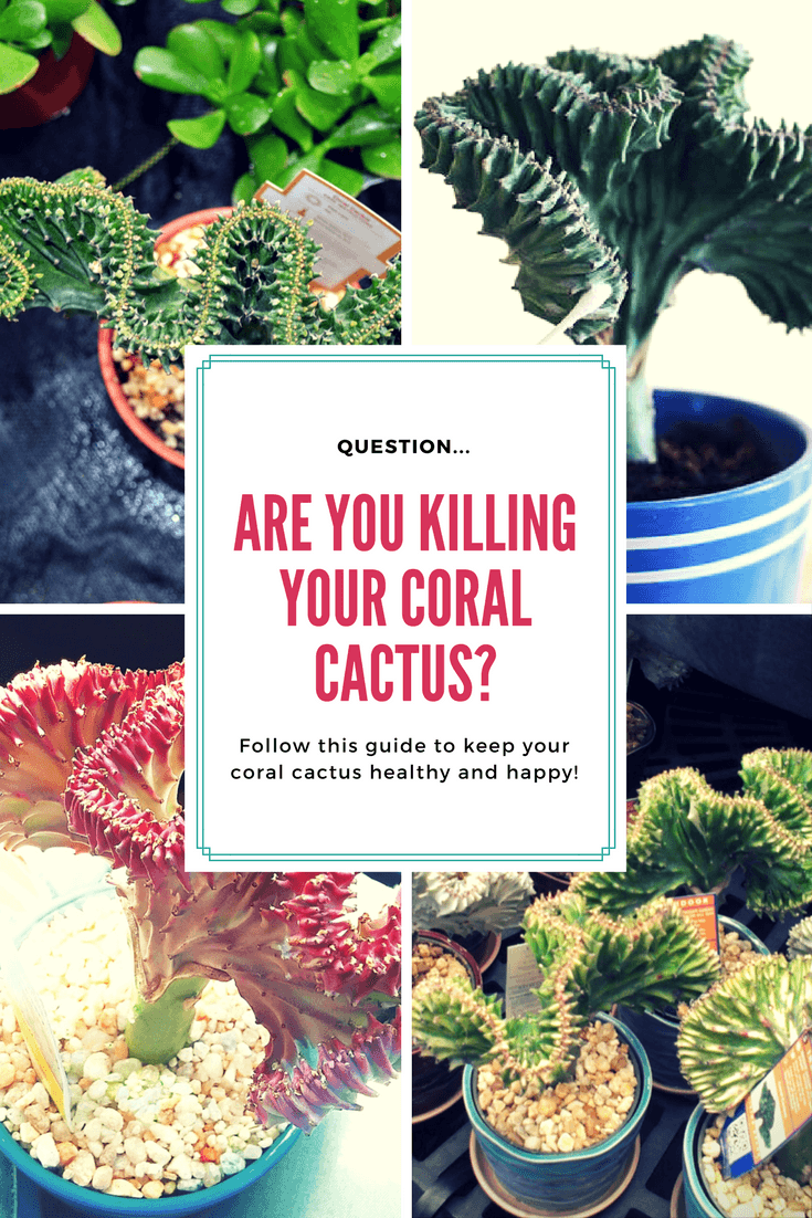 How to Plant, Grow and Care for Coral Cactus | Sproutabl -   15 plants Cactus how to grow ideas