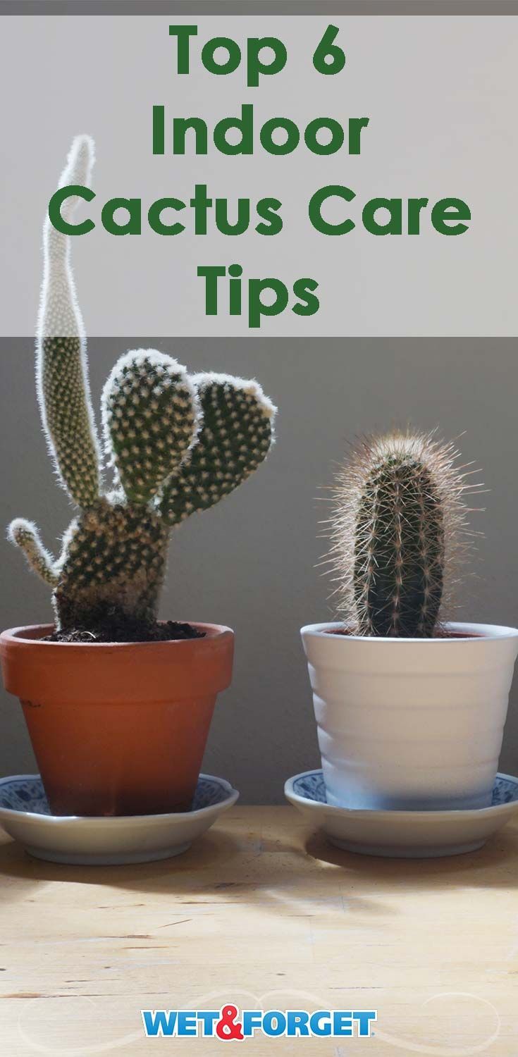 The Stickler's Guide to Growing a Cactus Indoors -   15 plants Cactus how to grow ideas