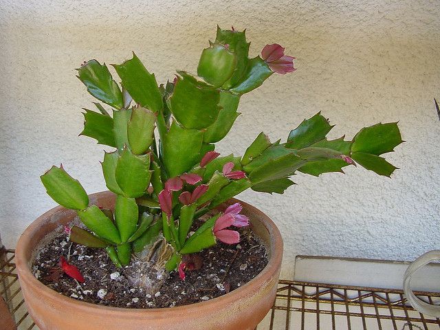 How to Grow and Care for Christmas Cactus -   15 plants Cactus how to grow ideas