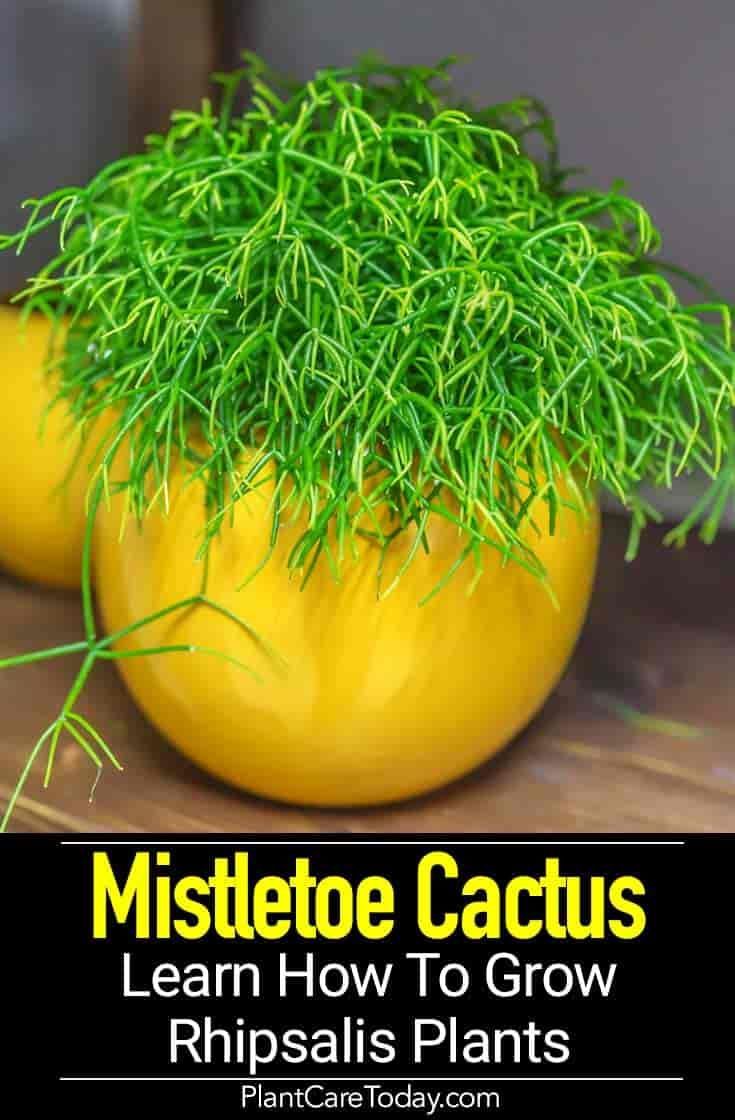 Mistletoe Cactus: Learn How To Grow Rhipsalis Plants -   15 plants Cactus how to grow ideas