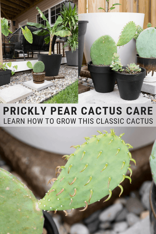 Prickly Pear Cactus Care: How to Grow Prickly Pear Cactus -   15 plants Cactus how to grow ideas