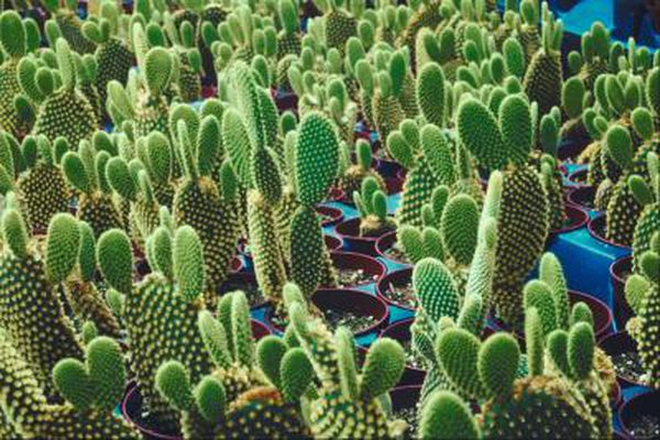 How to Propagate a Cactus From a Paddle -   15 plants Cactus how to grow ideas