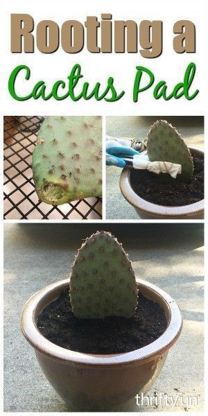 Rooting a Cactus Pad -   15 plants Cactus how to grow ideas
