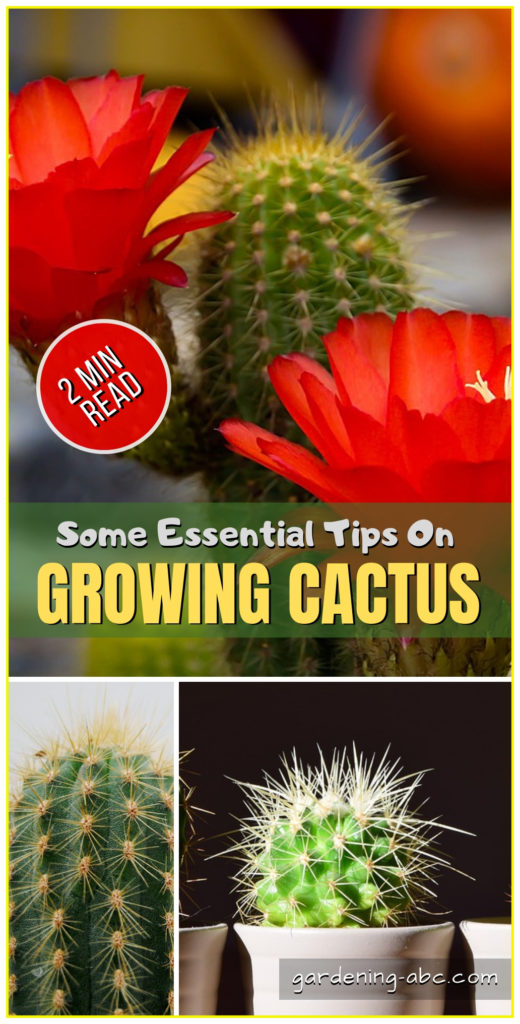 How To Grow Cactus Plants: The ABC of Growing Cactus -   15 plants Cactus how to grow ideas