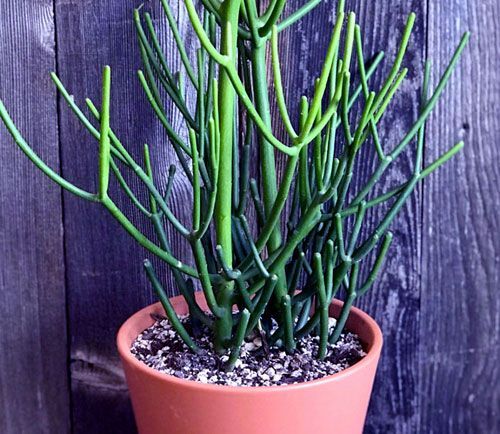 How to grow Pencil Cactus Plant | Euphorbia Tirucalli | Firestick plant - NatureBring -   15 plants Cactus how to grow ideas