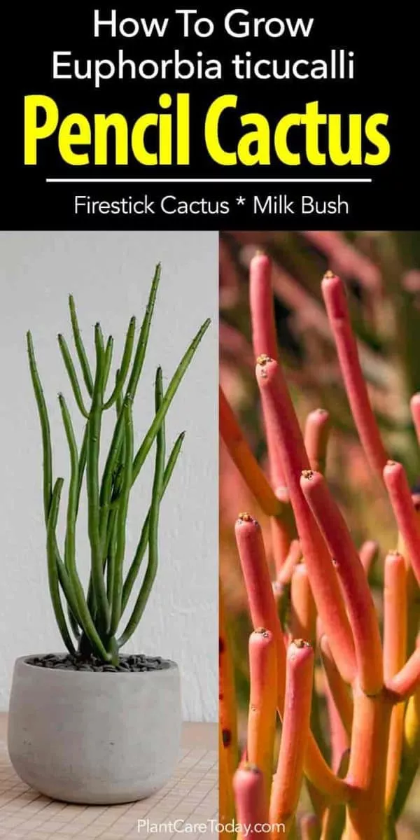 Firestick Plant Care: How To Grow Pencil Cactus [Euphorbia tirucalli] -   15 plants Cactus how to grow ideas