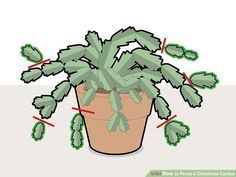 How to Prune a Christmas Cactus -   15 plants Cactus how to grow ideas
