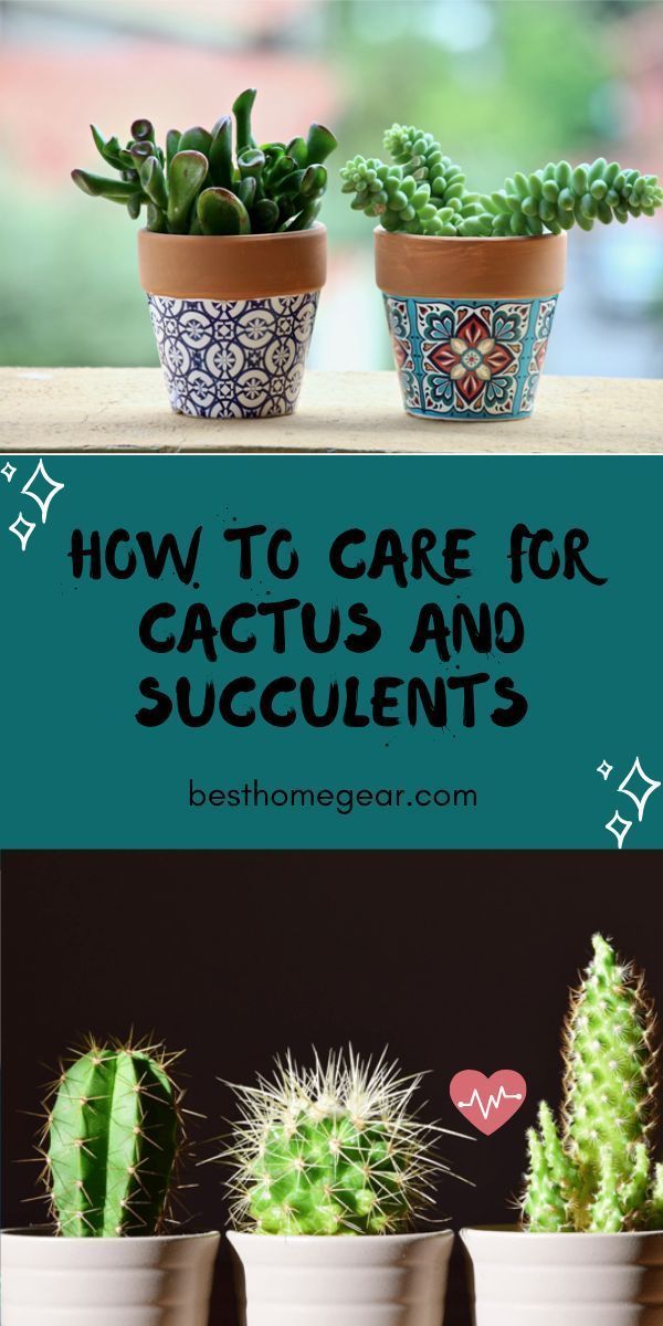 How to Care for Cactus and Succulents - Best Home Gear -   15 plants Cactus how to grow ideas