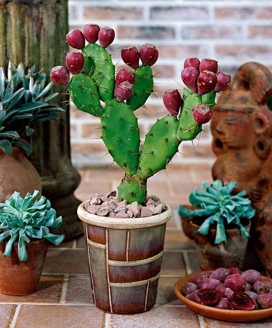 How to Grow Prickly Pear Cactus Fruits In Containers -   15 plants Cactus how to grow ideas